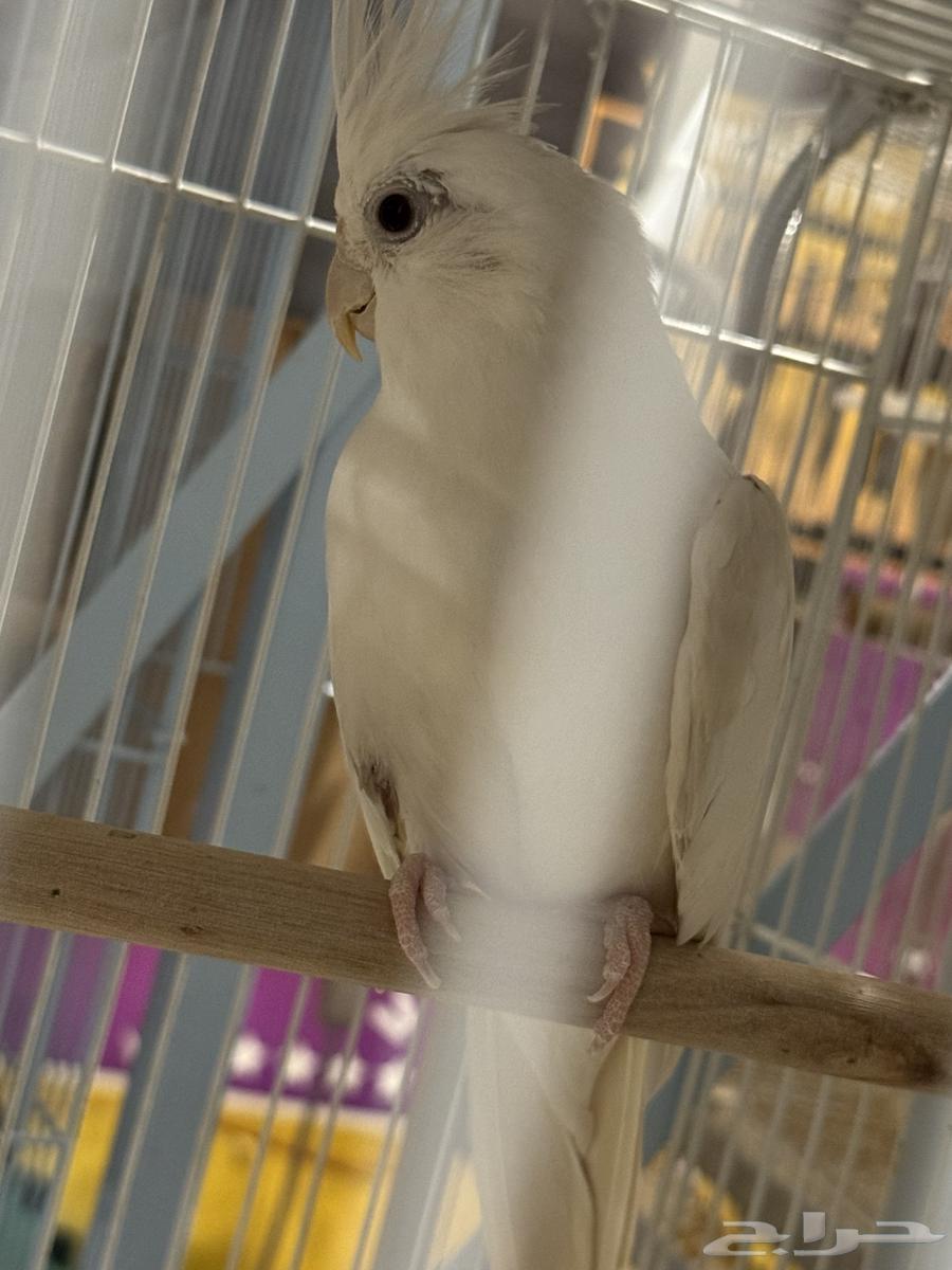 تم البيع64594332008195113