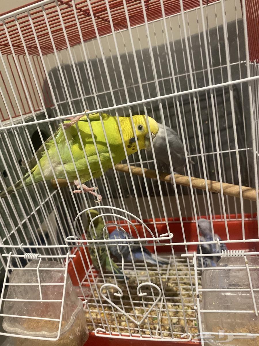 جوز معه ثلاث فروخ للبيع64536975728258112