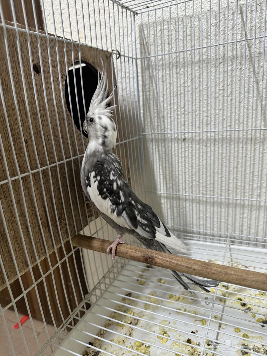 كروان وايت فيس ( تمم البيع)64590922901762112