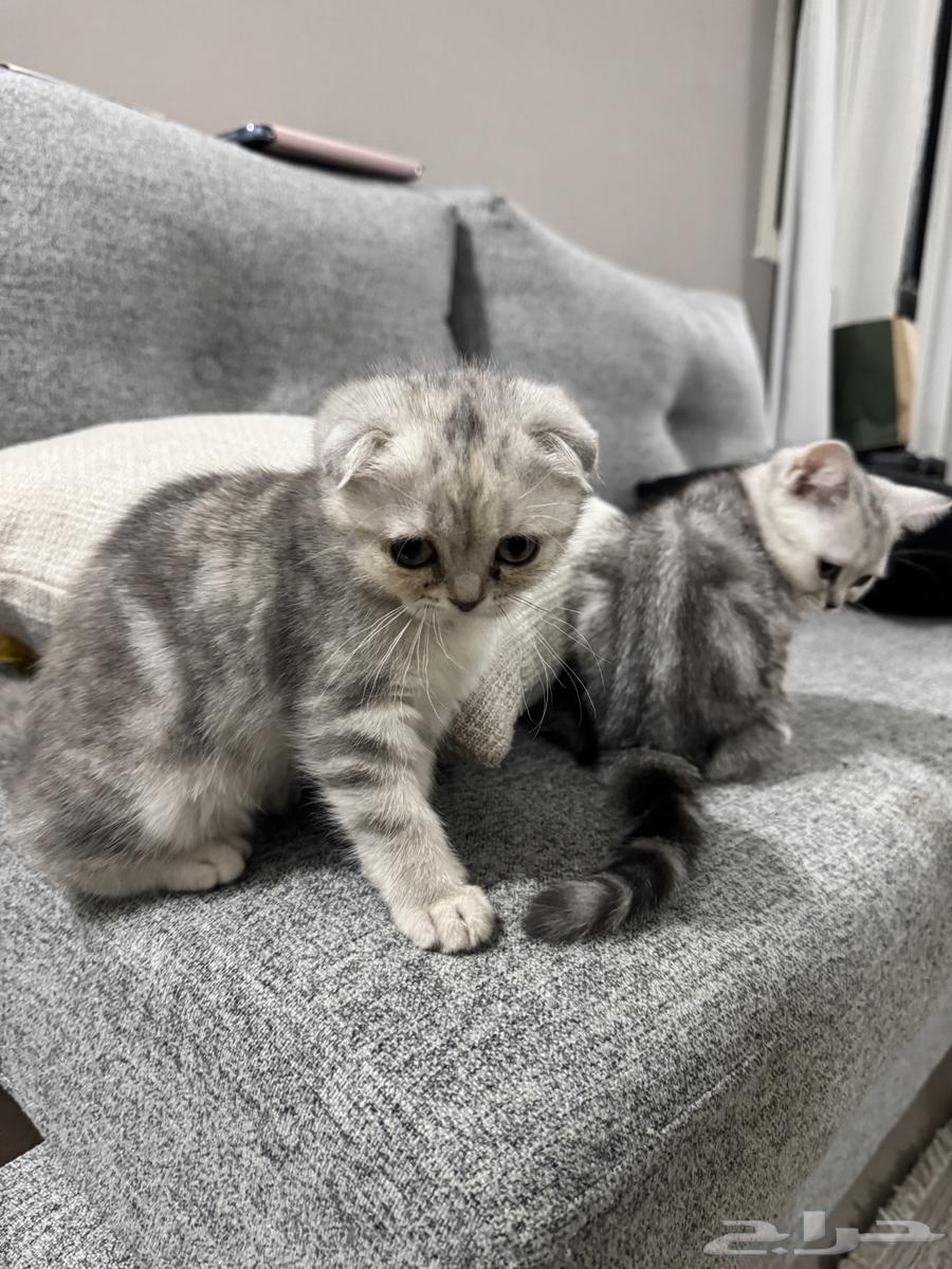 Scottish Fold kittens for sale64531901836033112