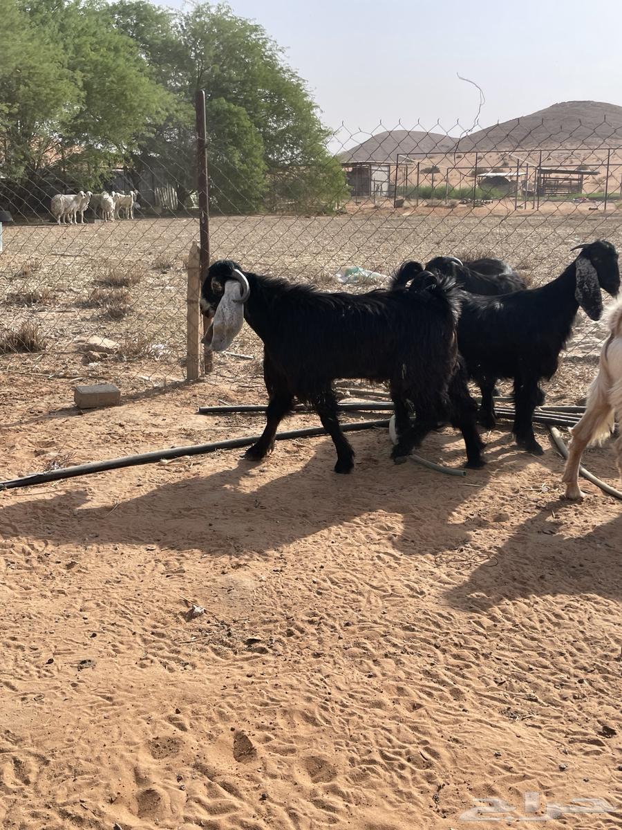 تيوس عوارض طيبات64590039688067112