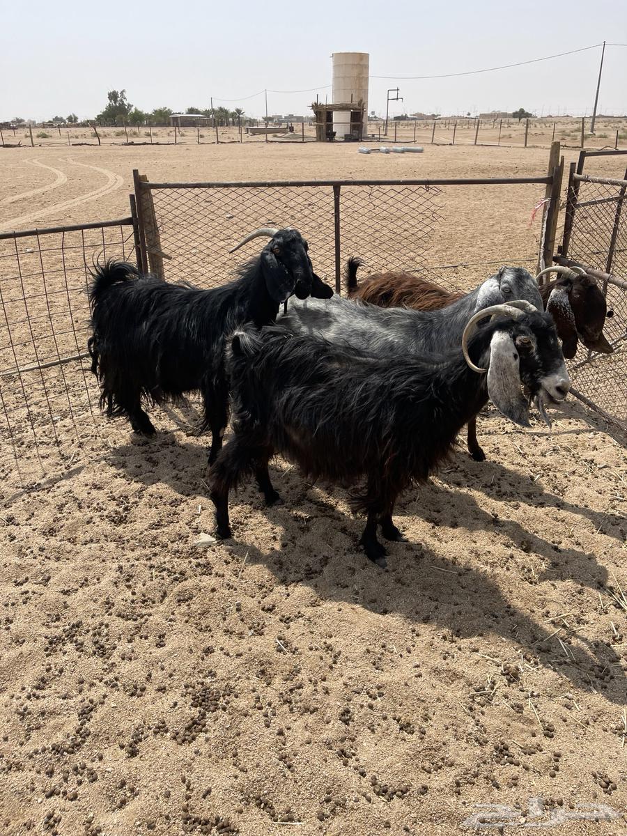 4 معزا للبيع64590679975683112