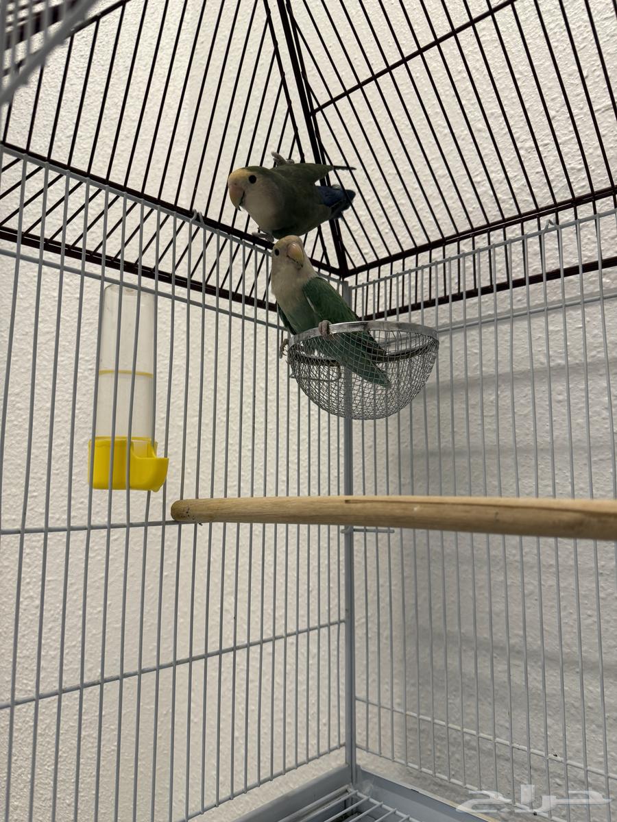 طيور الروز يحبون العب و المرح و صوتهم جميل للبيع مع القفص64591442759938112