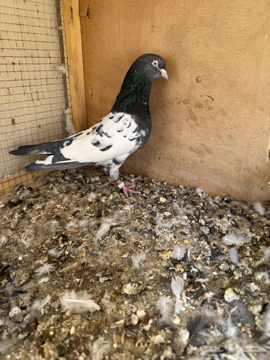 حمام باكستاني بيور منتج تيدي64592347451651110