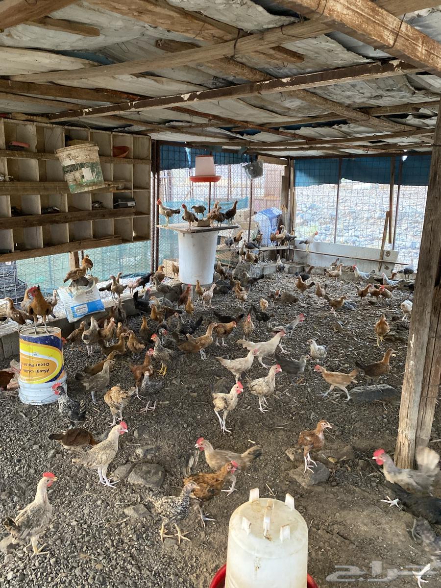 دجاج بلدي للبيع العدد 300 اللي يبي تفريد من 100 اللي يبي ت64588694001665110