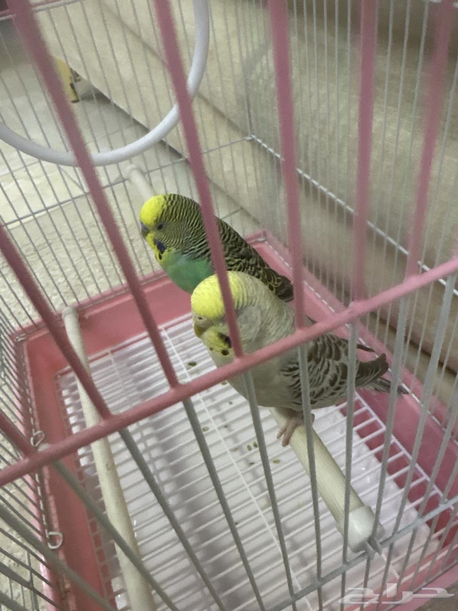 جوز زوج بادجي طيور حب64594862413058110