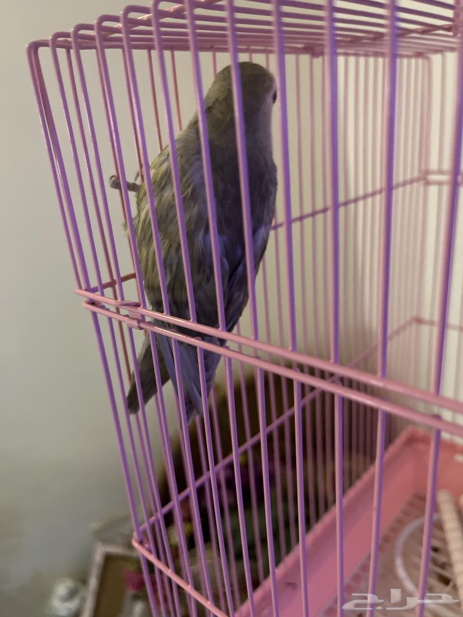 عصفور روز للبيع السعر20064592335235586112