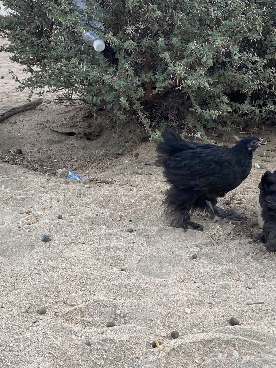 ديوك براهما64590480345602113