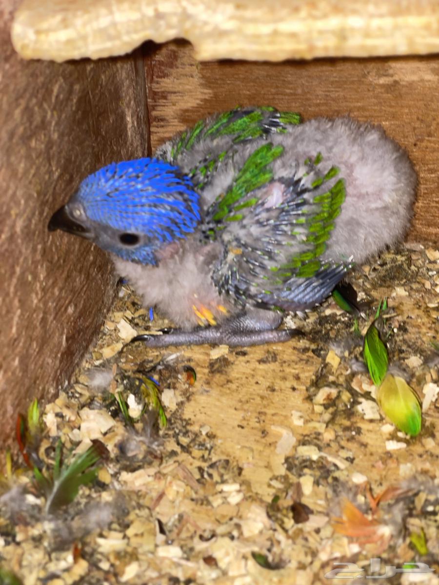 For Sale Red Collared Lorikeet Chick64594085491201111