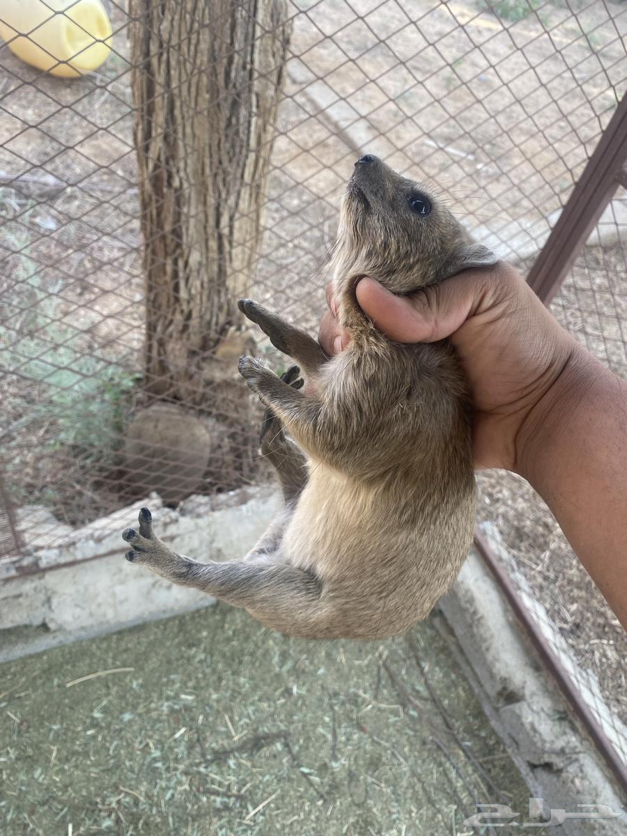 وبران للبيع64590728799361110