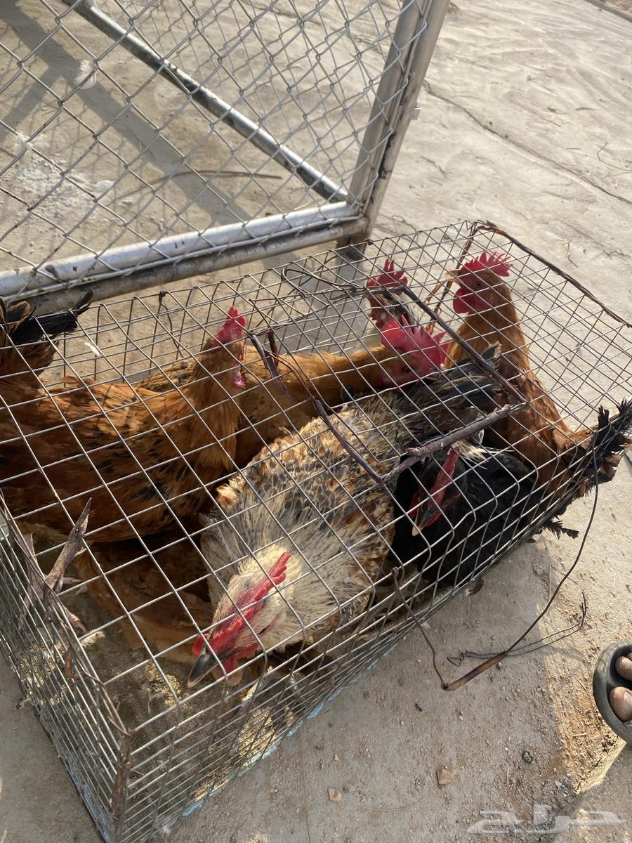 ديكه العدد 864593338005505110