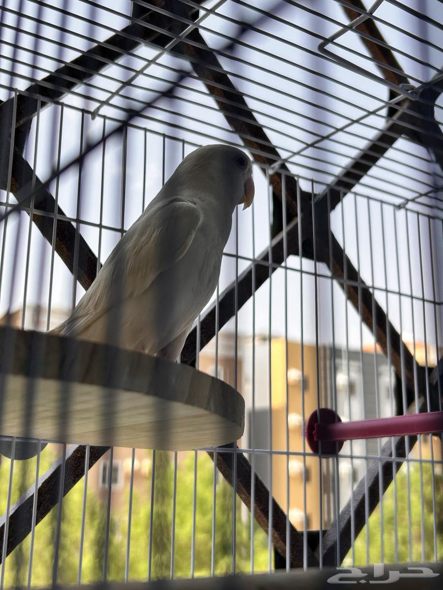 طير روز64588223923586111