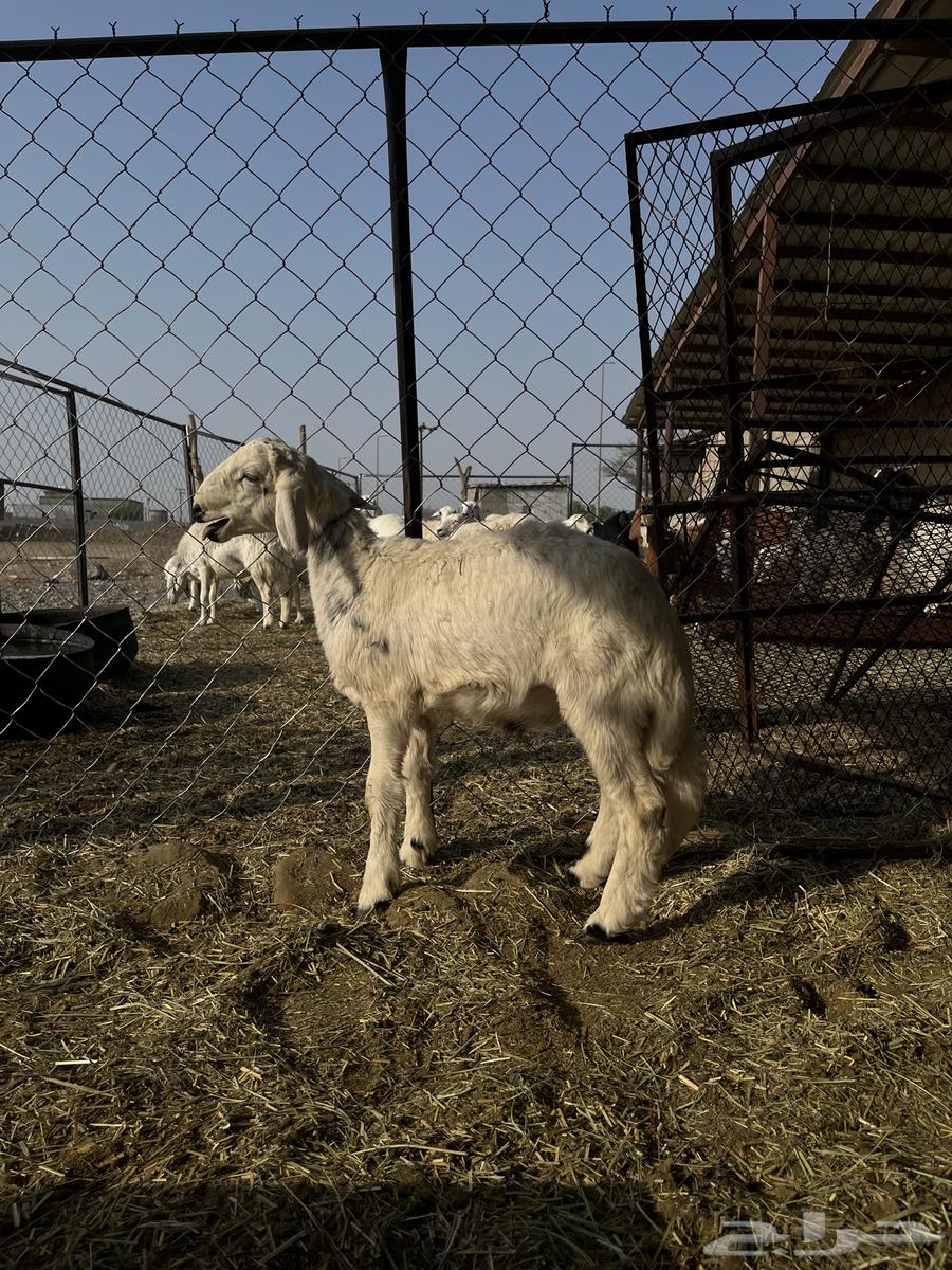 Tuli64593949984769110