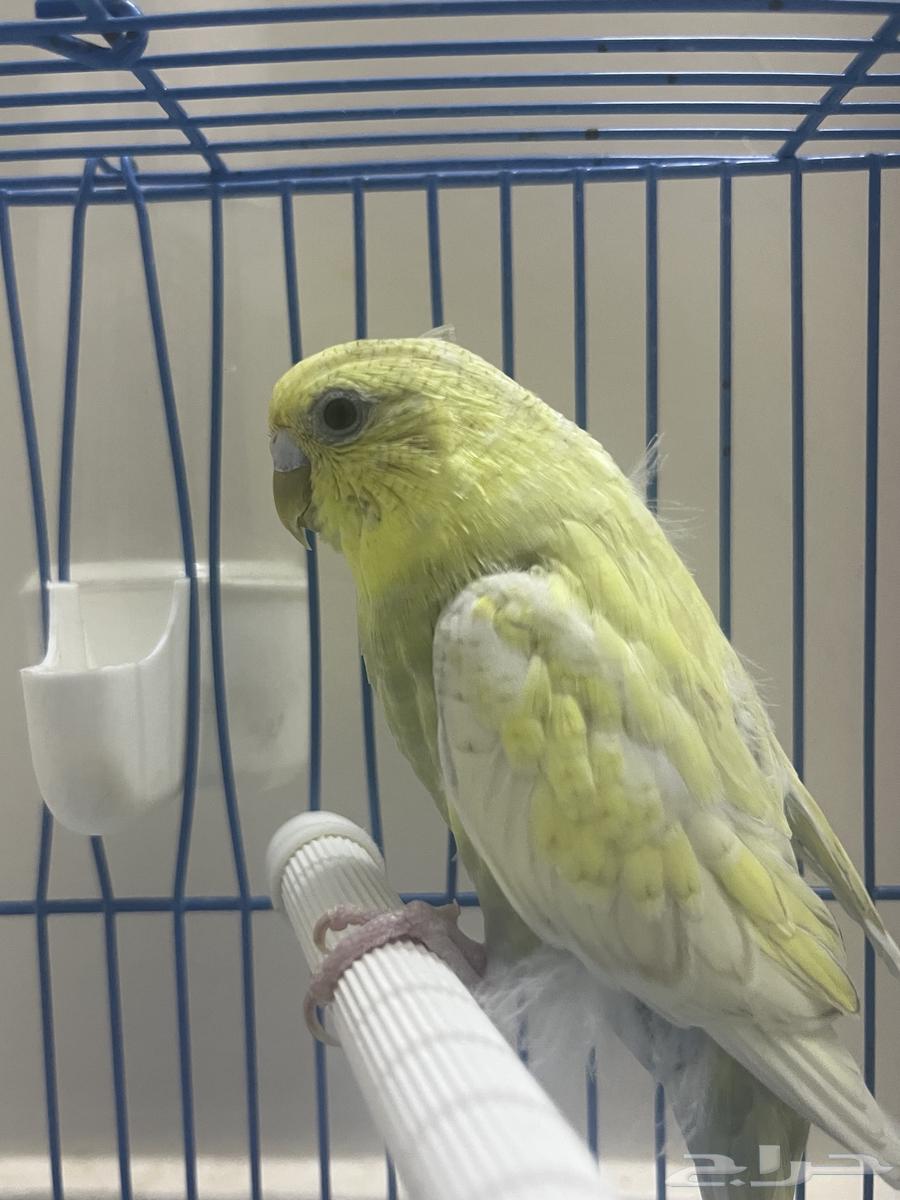 طير للبيع64589253824641110