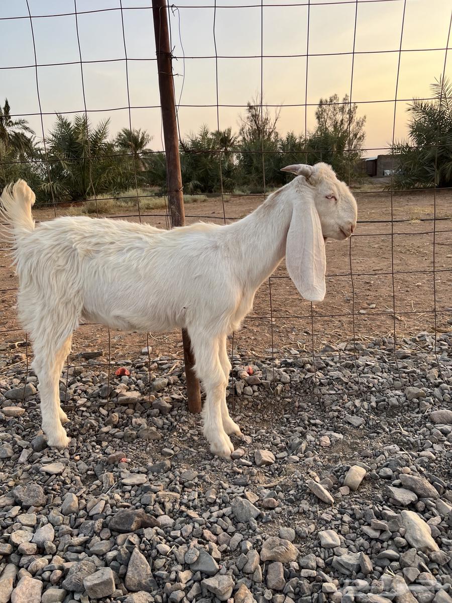 للبيع   جفرة مطورة صنف64594053811330112