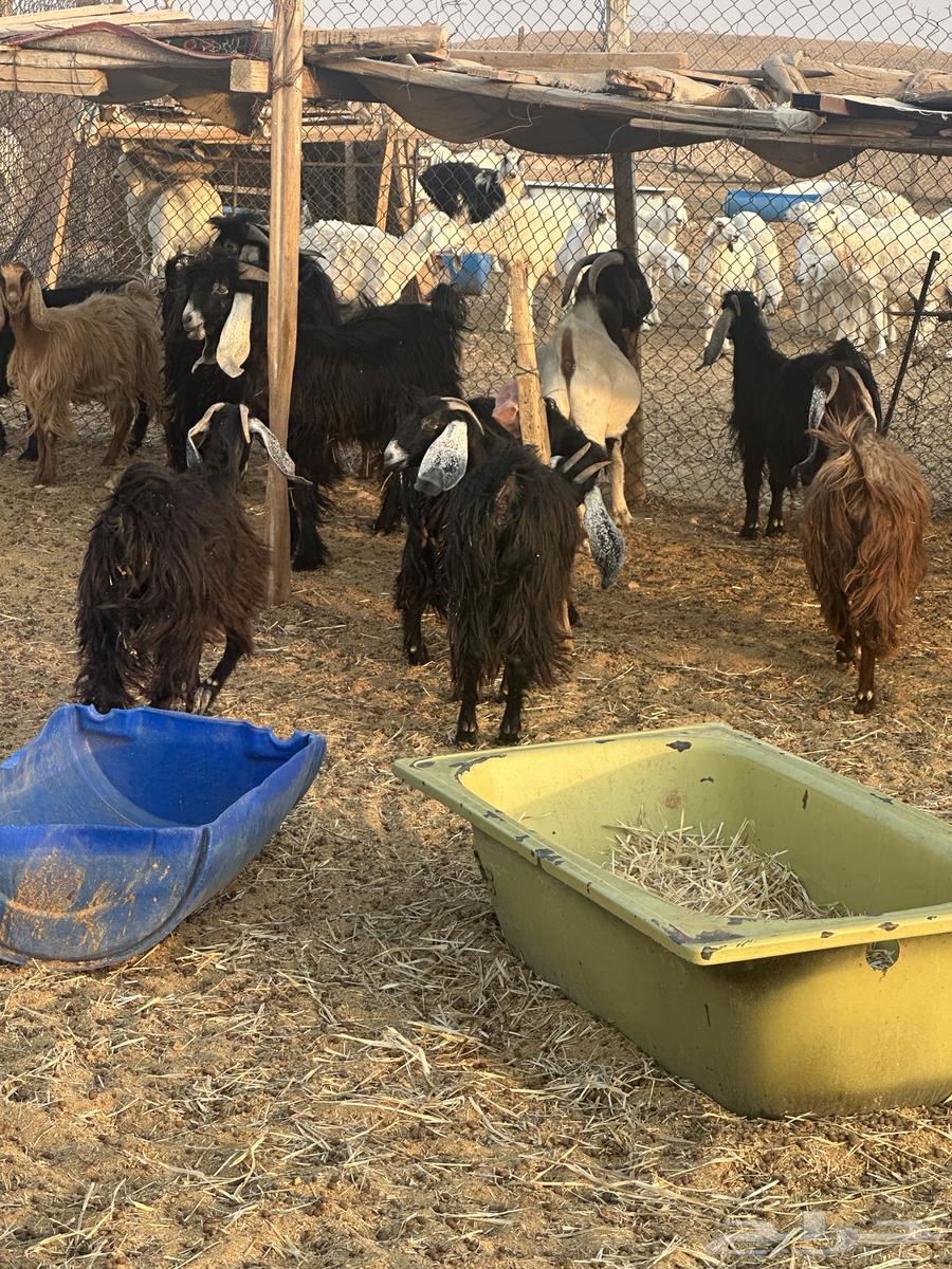 ثمان جفرات ما بين جذعه وثنيه مضربات64595242944898111