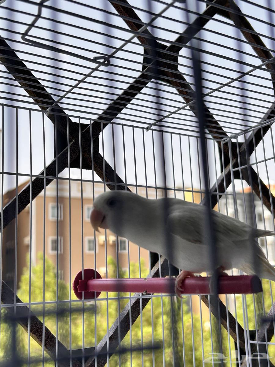 طير روز64588223923586113