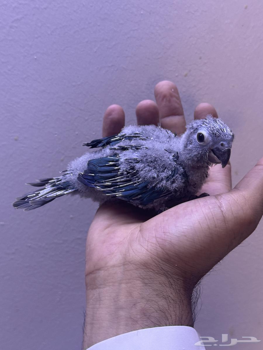 فرخ كنيور بلو شيك تم البيع الله يبارك الشاري64593435868801114