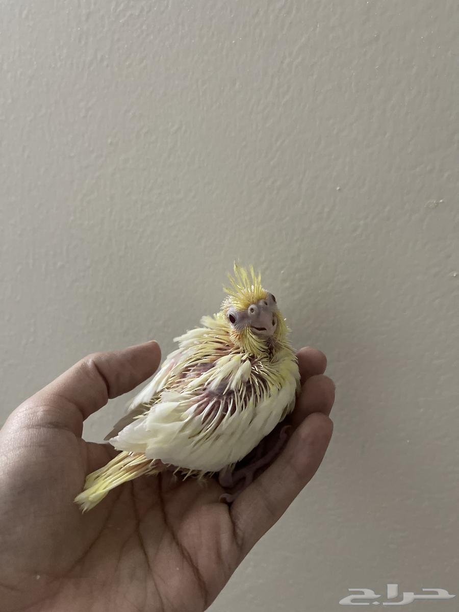 للبيع فرخين كروان لاتينو ( تم البيع )64447402358786112