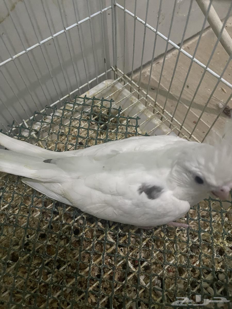 فروخ كروان بصمات و هافي بايد64593851553538110