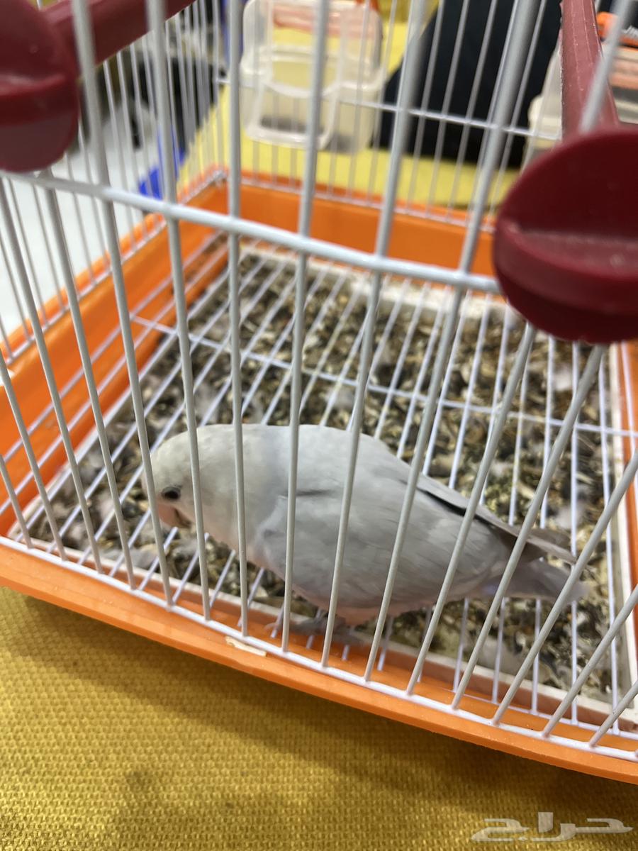 طير روز انثى64593680891522112