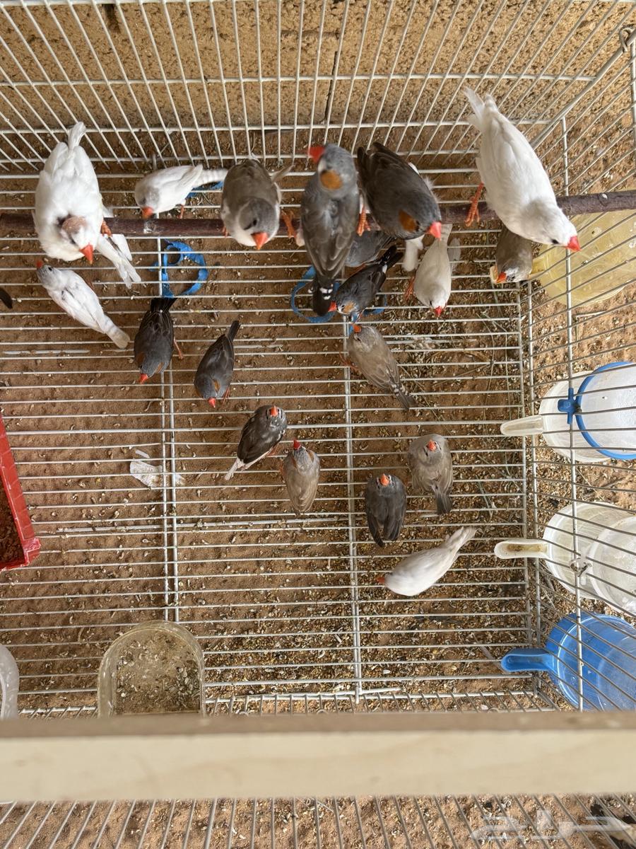 زيبرا 11 جوز تقريبا وشبك للبيع64593155554305111