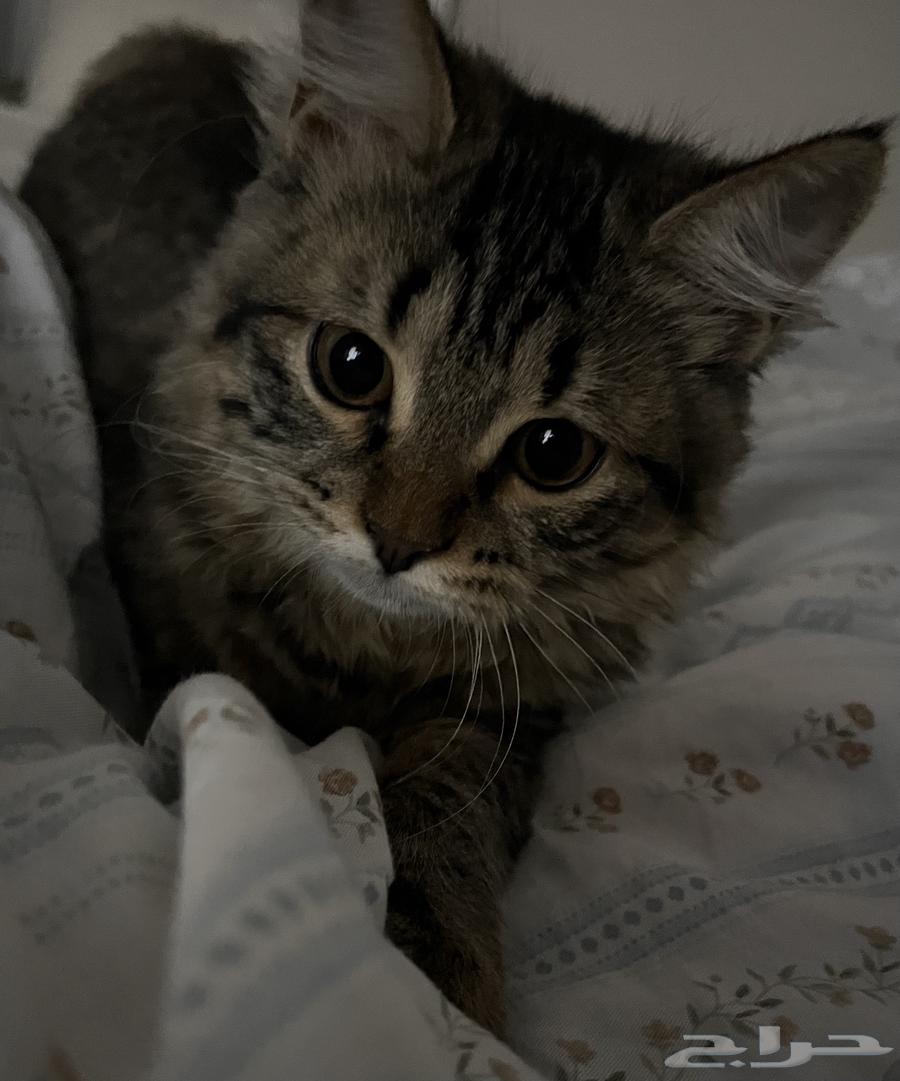 قط شيرازي للبيع64591840461569110