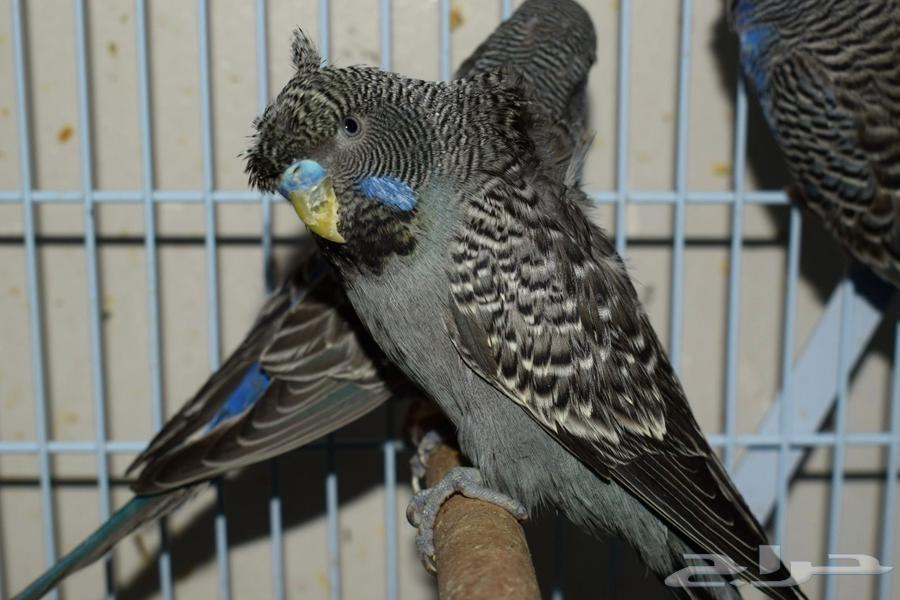 ازواج بادجي دبل بلاك و بلاك فيس تم البيع64590274877955112