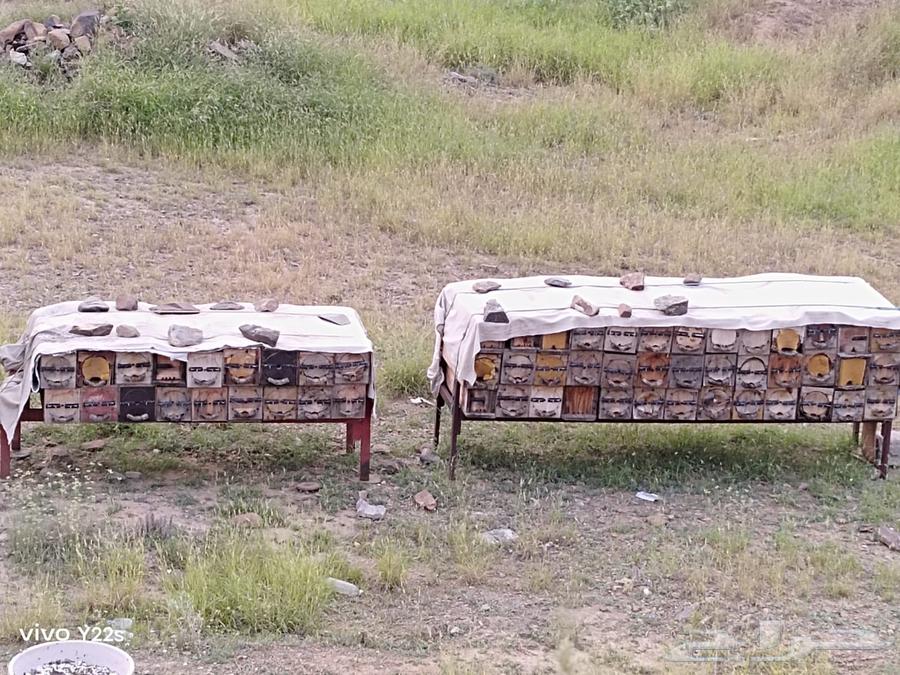 للبيع64593558716291111