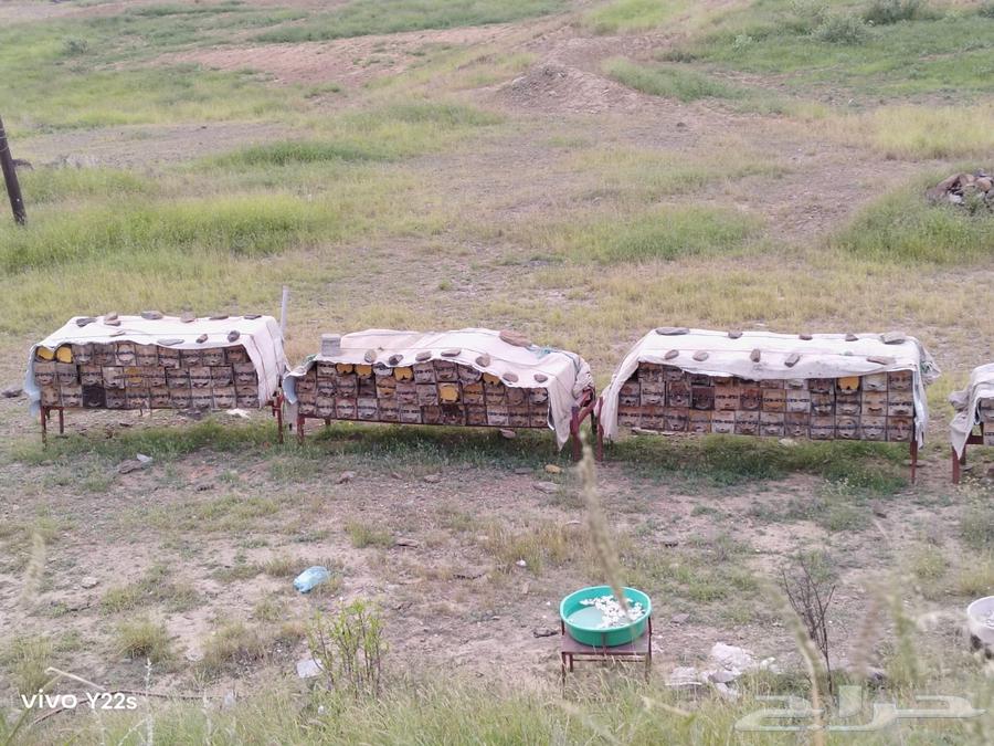 للبيع64593558716291112