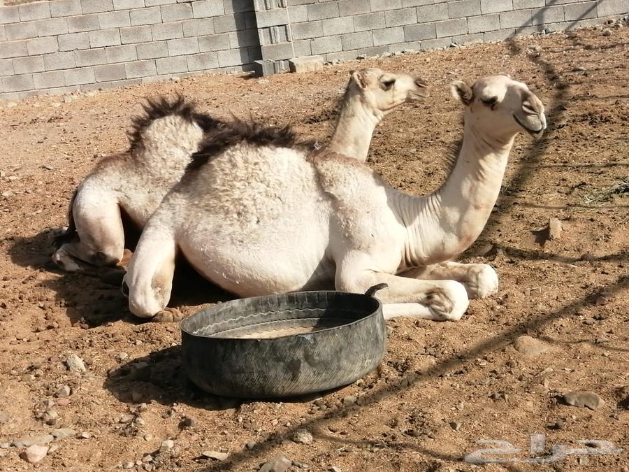 تم البيع تم البيع64594247034755111