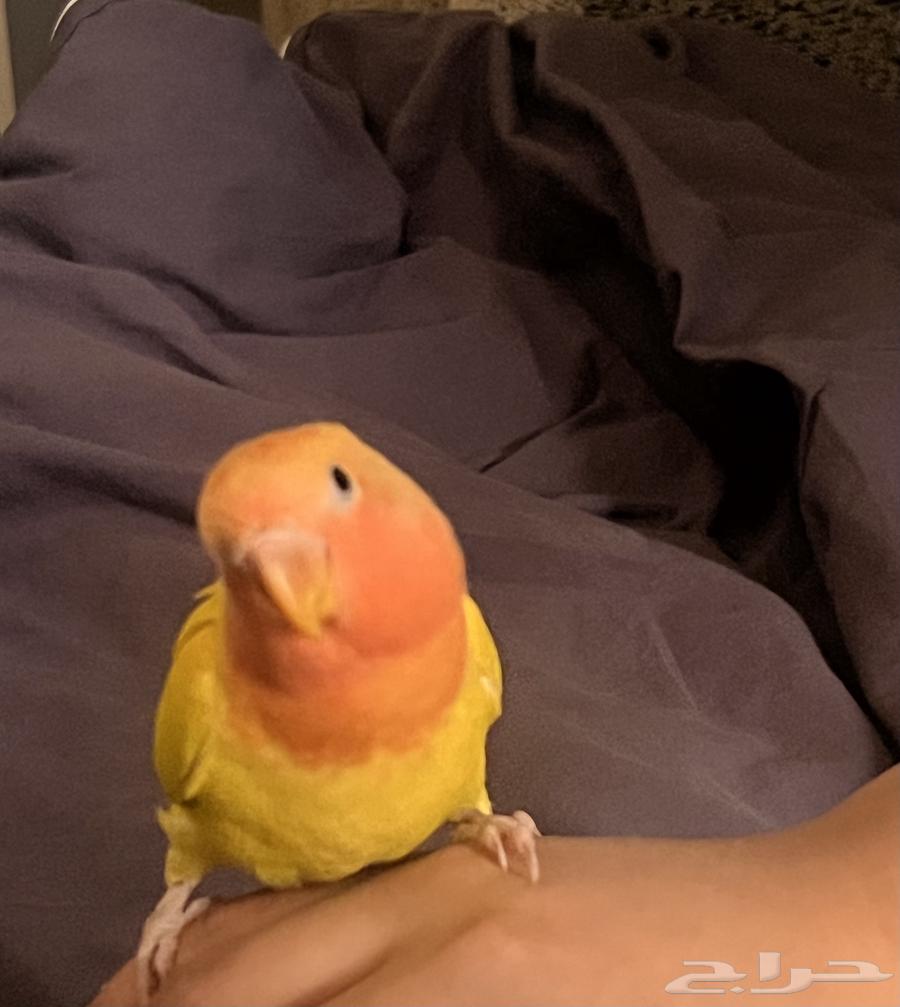 روز اليف هدد داخلي (تم البيع)64592420324993113