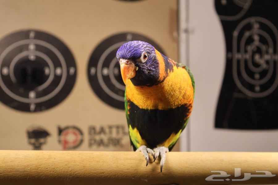 تم البيع تم البيع64592938730499114