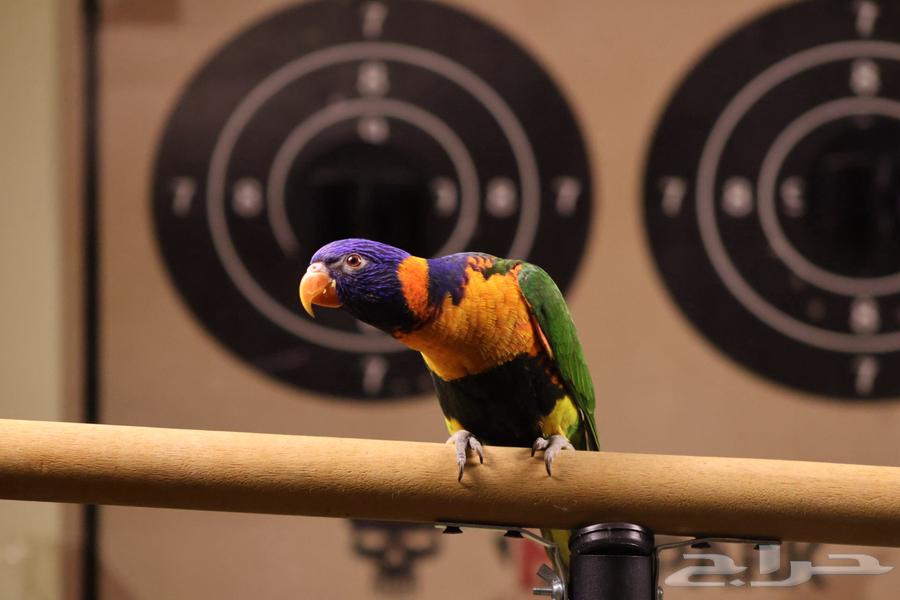 تم البيع تم البيع64592938730499113