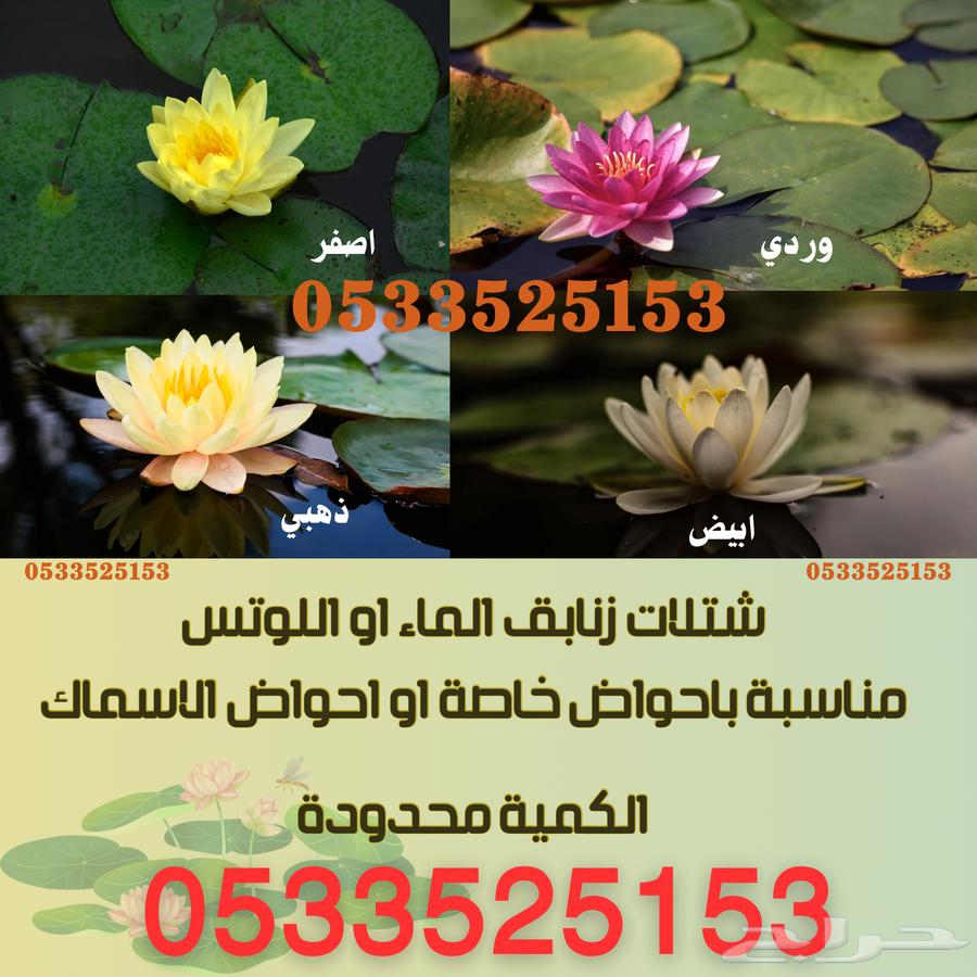 شتلات زنابق الماء او وردة اللوتس64590126869506110