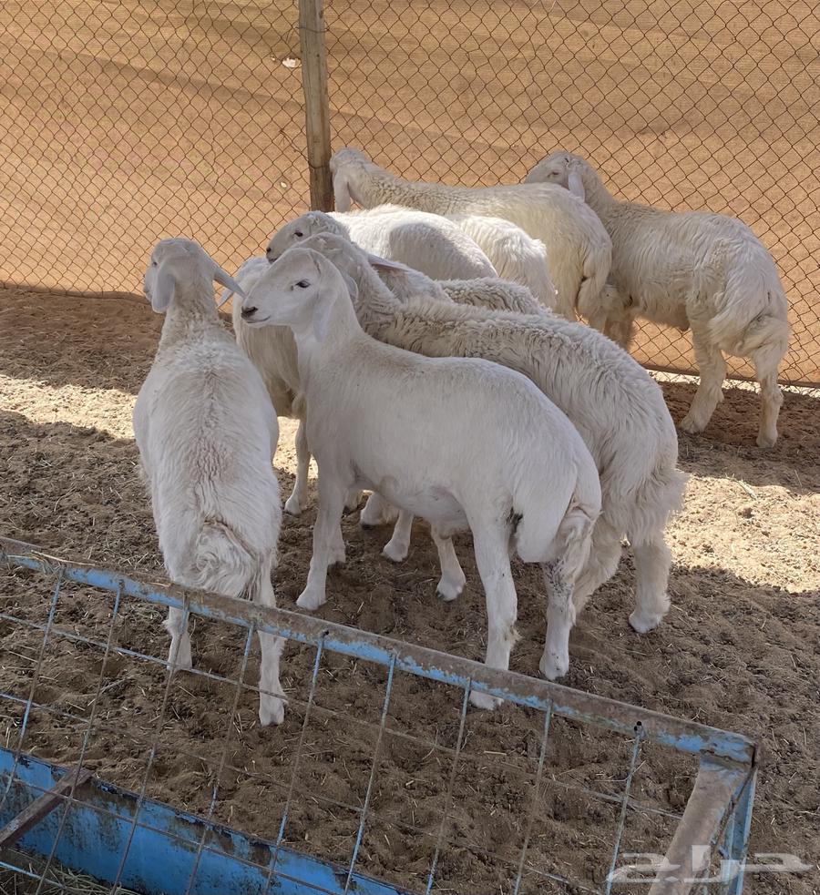 طليان تم البيع64591068720899110