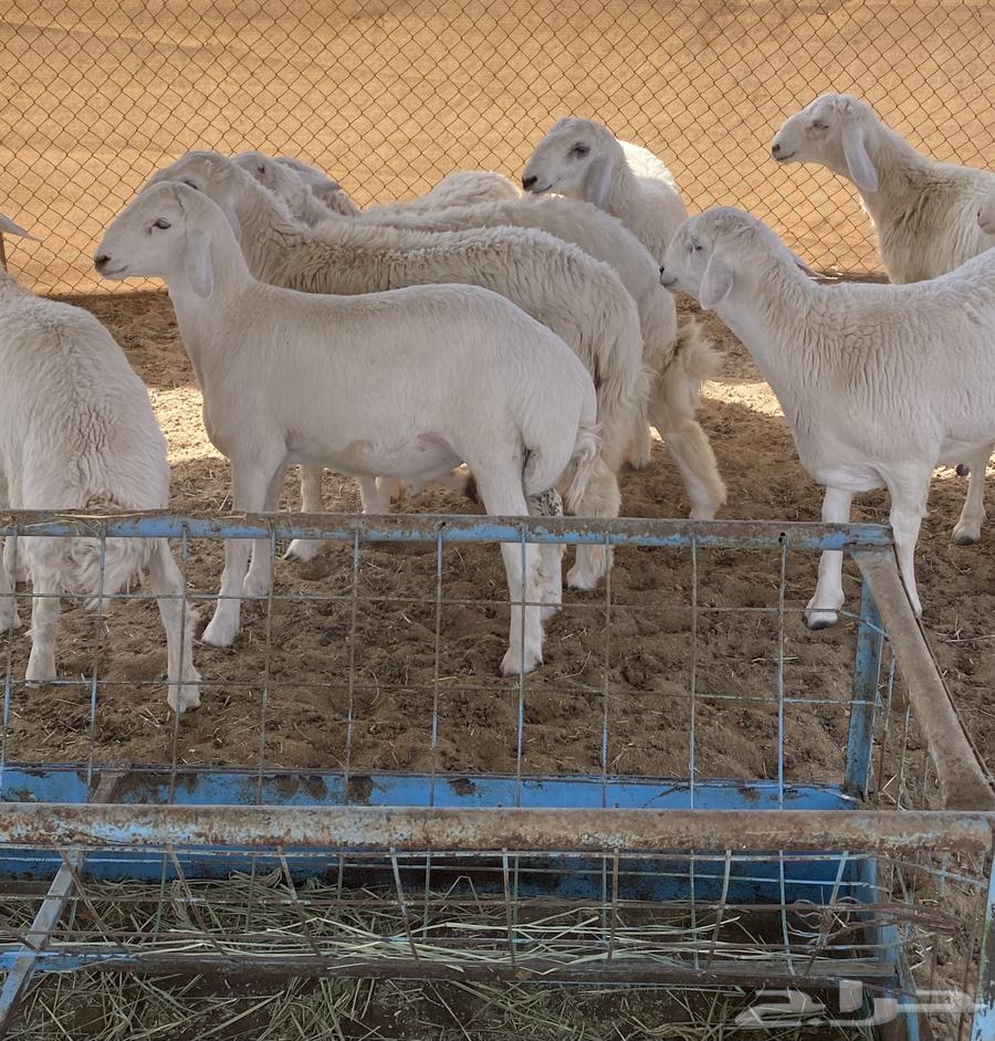 طليان تم البيع64591068720899113