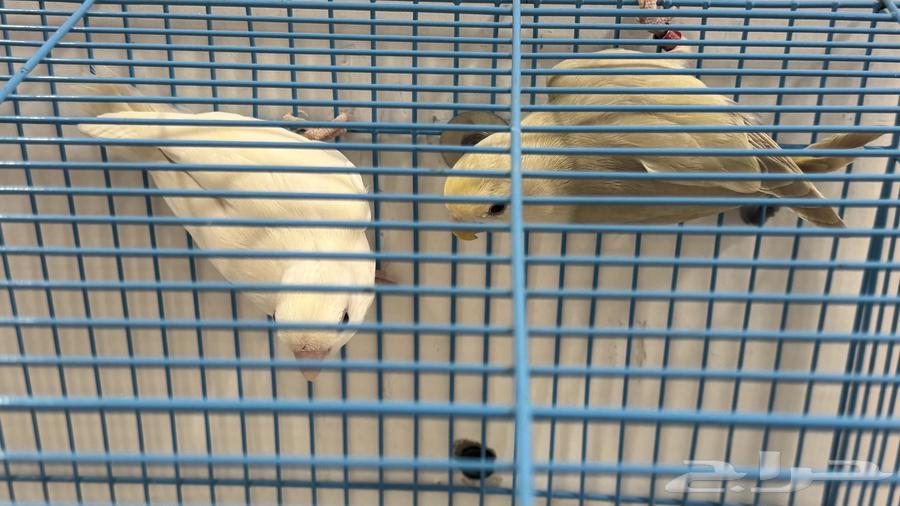 متوفر زوجين روز للبيع64592432654467112