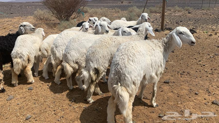 رخال طيبه ونظيفه64594960403713113