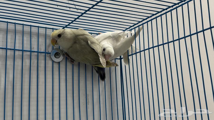 متوفر زوجين روز للبيع64592432654467110