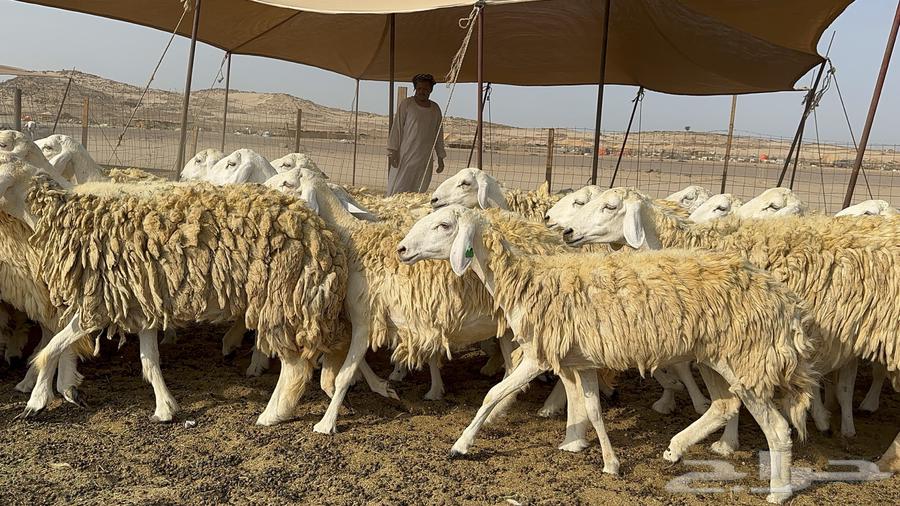 Free Range Sheep Harish 55 with 1 Follower64590569950722113