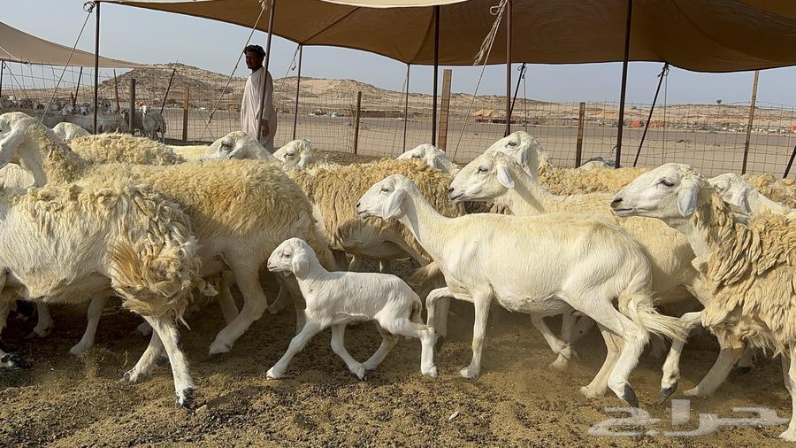 Free Range Sheep Harish 55 with 1 Follower64590569950722110