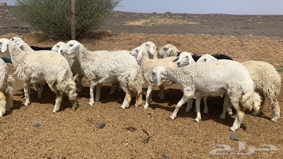 رخال طيبه ونظيفه64594960403713111