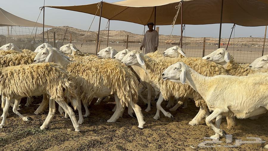 Free Range Sheep Harish 55 with 1 Follower64590569950722112