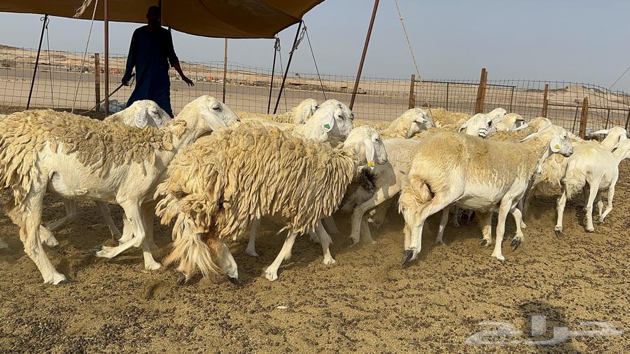 Free Range Sheep Harish 55 with 1 Follower64590569950722114
