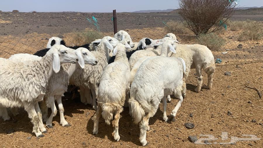 رخال طيبه ونظيفه64594960403713114