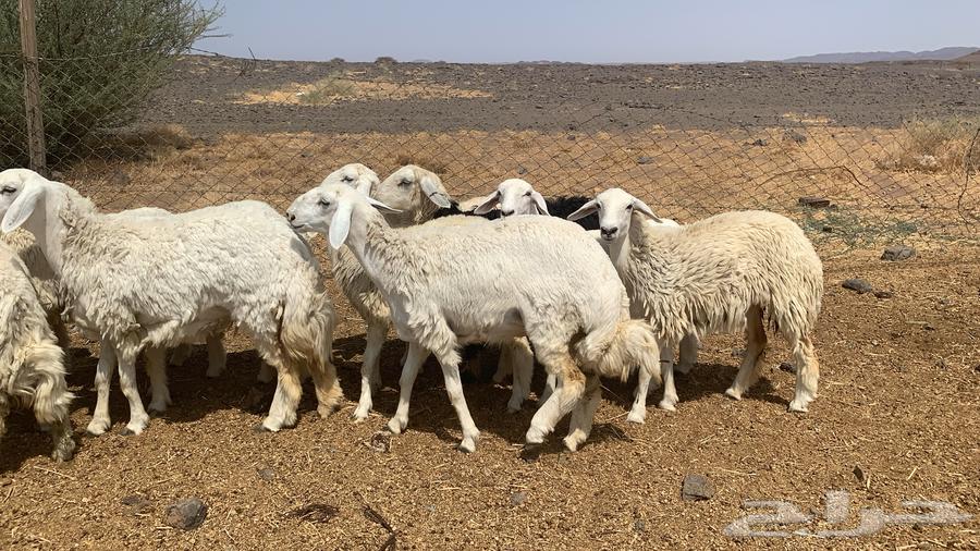 رخال طيبه ونظيفه64594960403713110