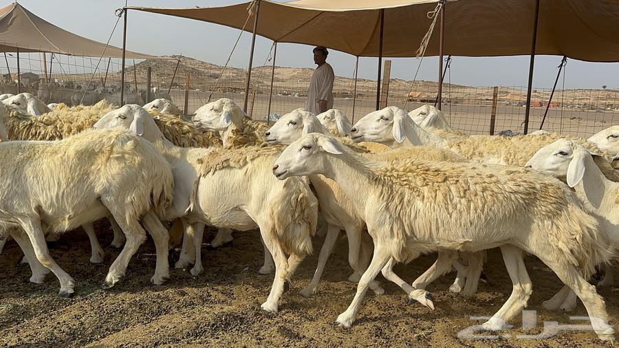 Free Range Sheep Harish 55 with 1 Follower64590569950722111