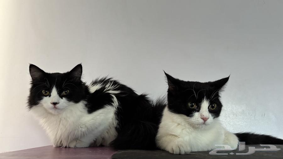 قطط شيرازي توكسيدو أخوان للبيع64611930042371111