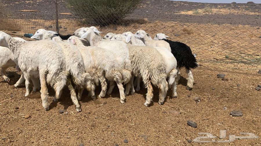 رخال طيبه ونظيفه64594960403713112